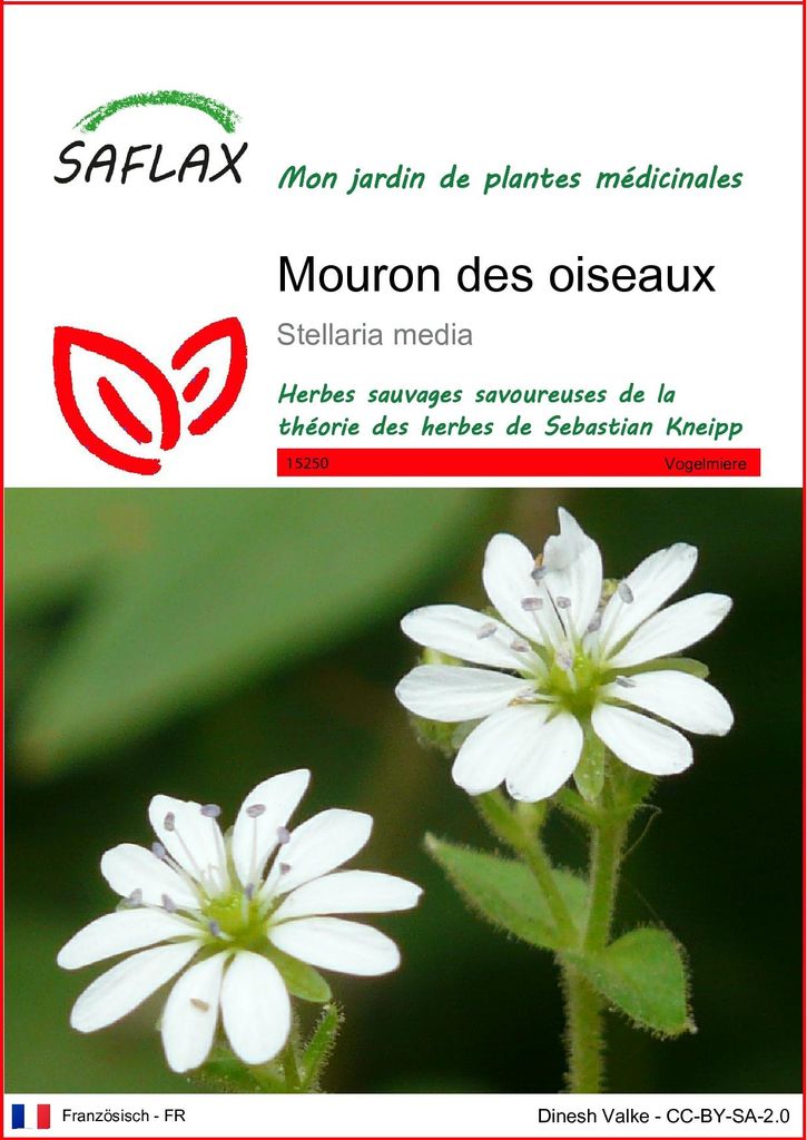 SAFLAX  - Mouron des oiseaux - 1000 graines - Stellaria Image du produit 