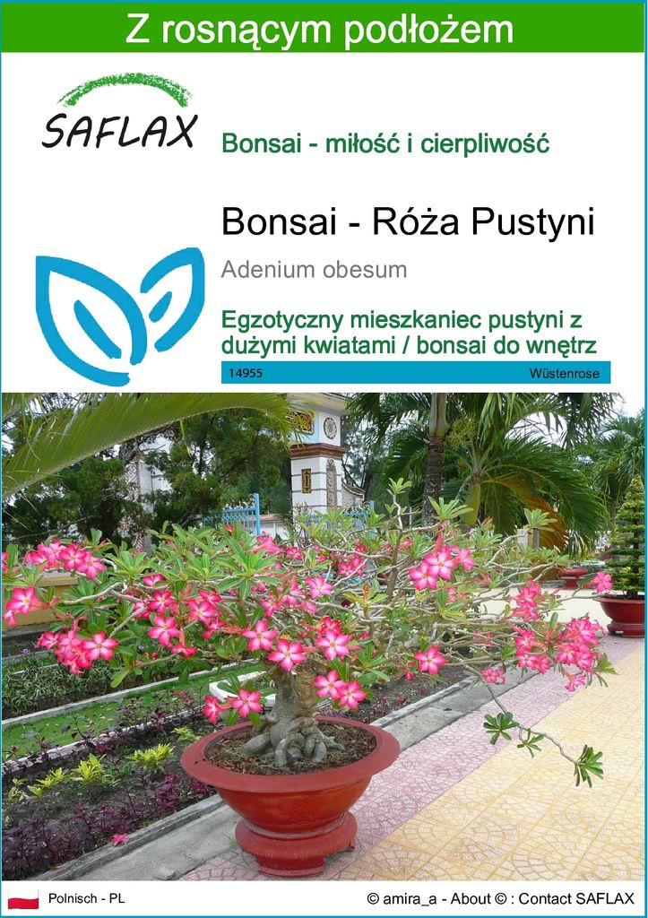 SAFLAX - Bonsai - Róża Pustyni - 8 Nasiona - Z podłożem Zdjęcie produktu 