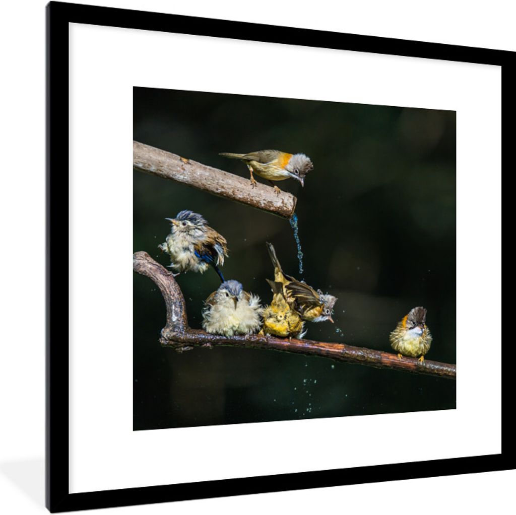 MuchoWow Gerahmtes Poster Vogel - Zweig - Wasser 40x40 cm - Poster mit Schwarzem Bilderrahmen Wandposter Rahmen Foto Bilder - Poster - Plakat im ...