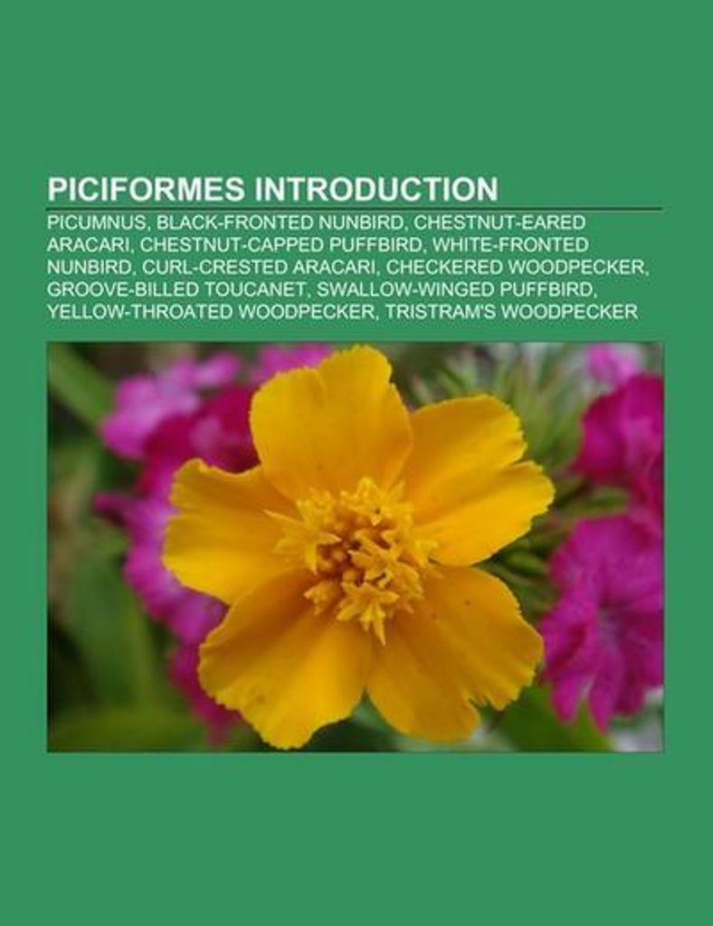 Piciformes Introduction