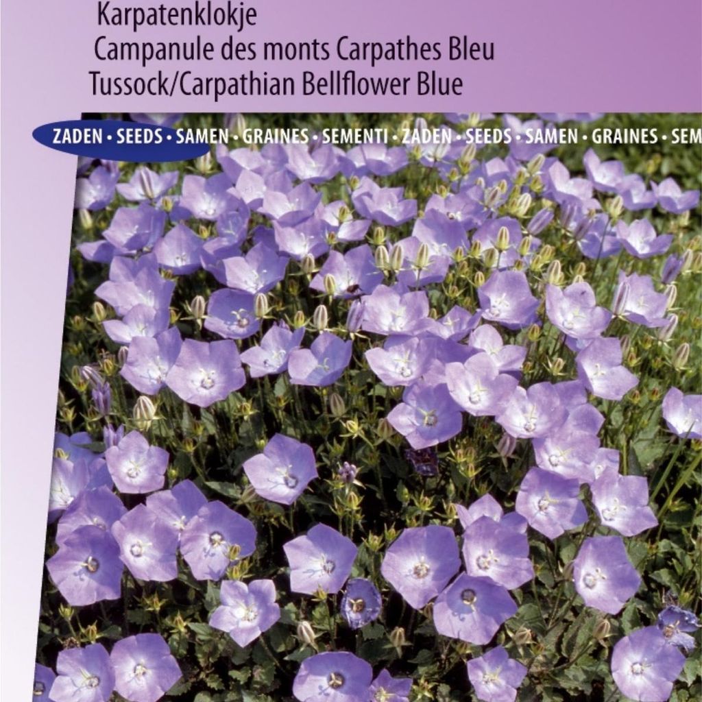 Campanula Blaue Karpaten-Glockenblumensamen – hohe Qualität für wunderschöne blaue Gartenblumen – ideal für Rabatten und Töpfe