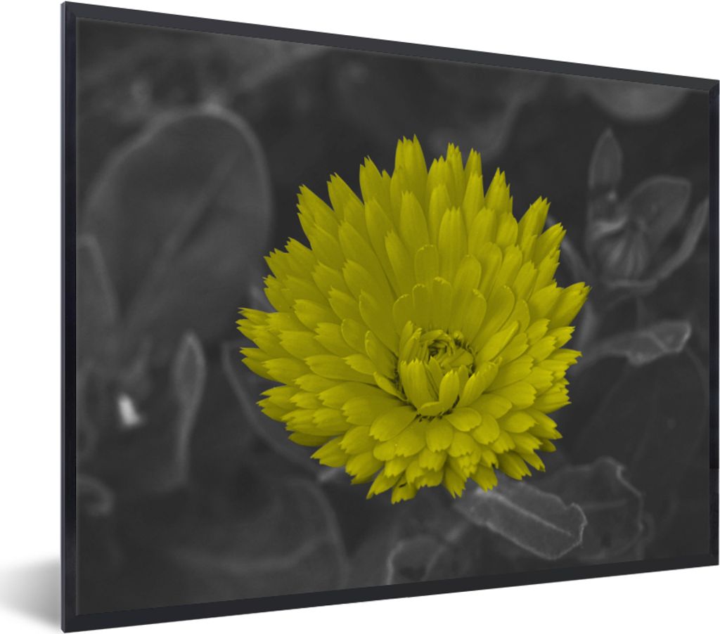 MuchoWow Gerahmtes Poster Blumen - Aquarell - Löwenzahn 80x60 cm - Poster mit Schwarzem Bilderrahmen Wandposter Rahmen Foto Bilder - Schwarzem -...