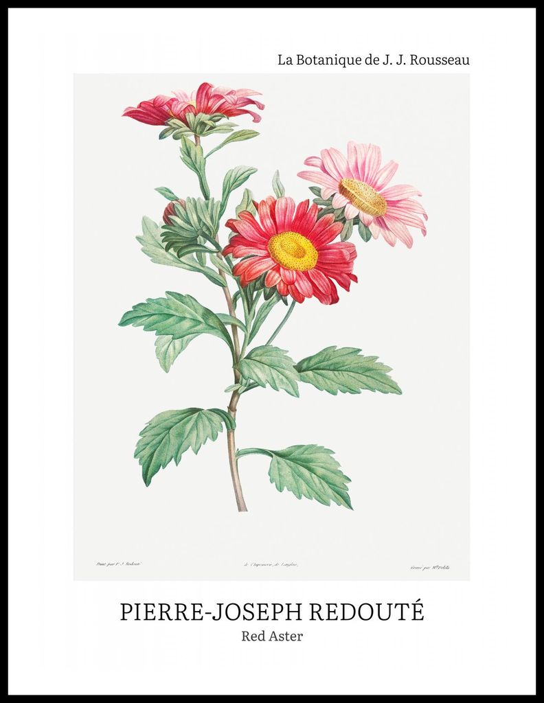 Plakat 60x80cm Design Rote Astern, Redoute Vintage für das Wohnzimmer