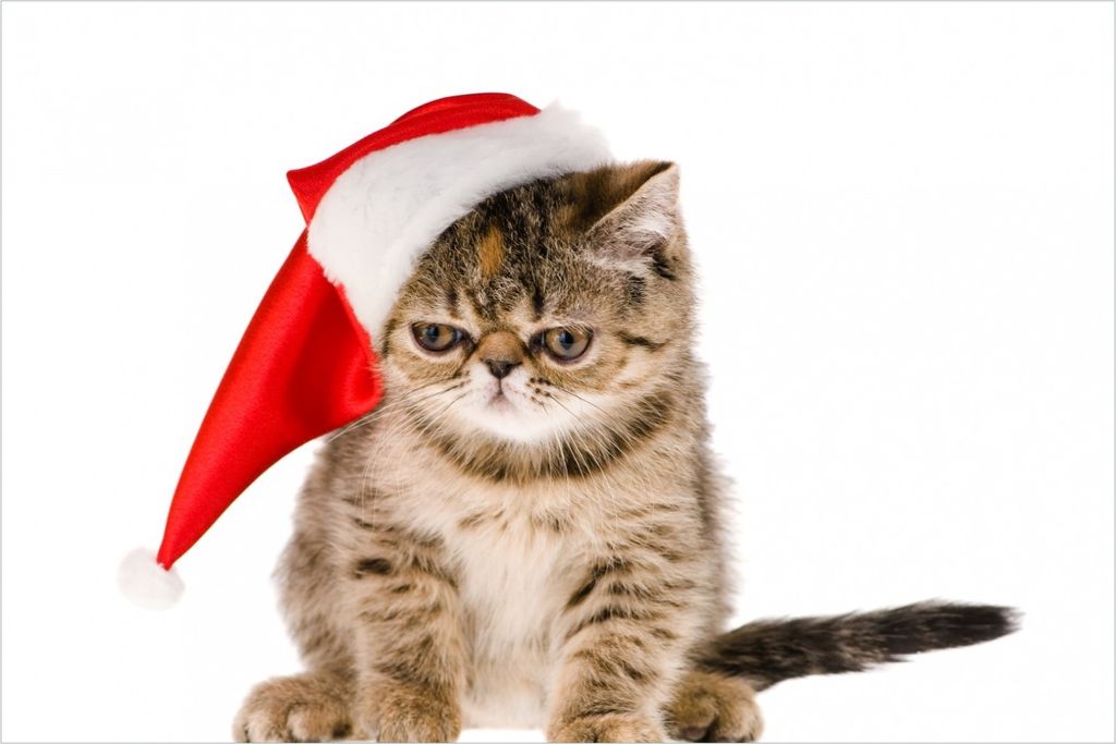 Wallario selbstklebendes Poster - Ich hasse Weihnachten - mürrische Katze mit Weihnachtsmütze, Größe: 100 x 150 cm