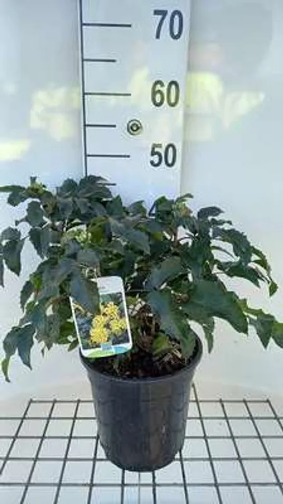 Mahonia Apollo pour zones ombragées 25-30 cm - Idéal massif et bordure - 2