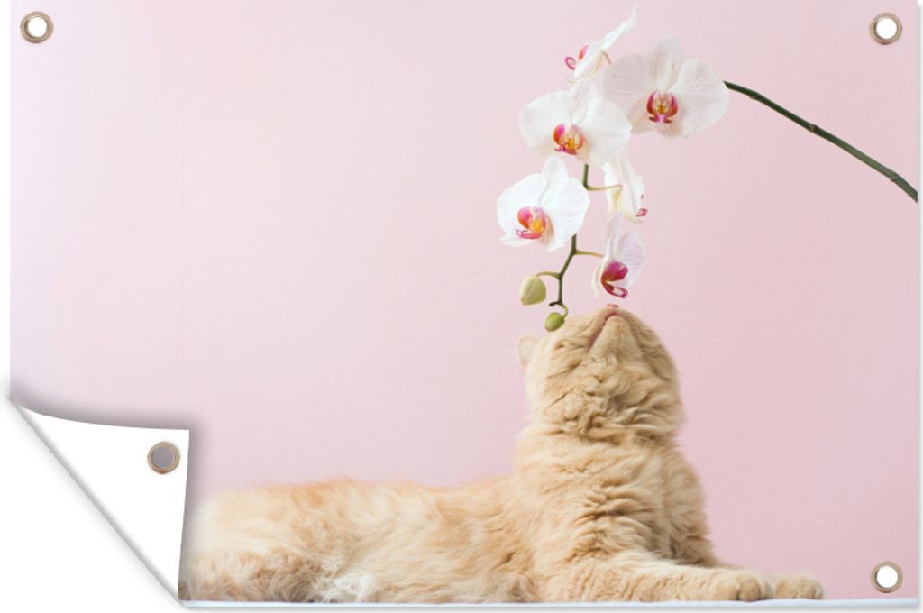 MuchoWow 120x80 cm Outdoor-Poster Gartendeko Sichtschutz Garten Poster für den Garten Orange Katze riecht eine weiße Blume mit rosa Hintergrund