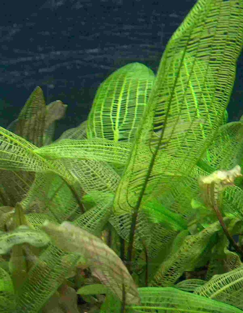 5 Aponogeton Madagascariensis, Breite Gitterpflanzen