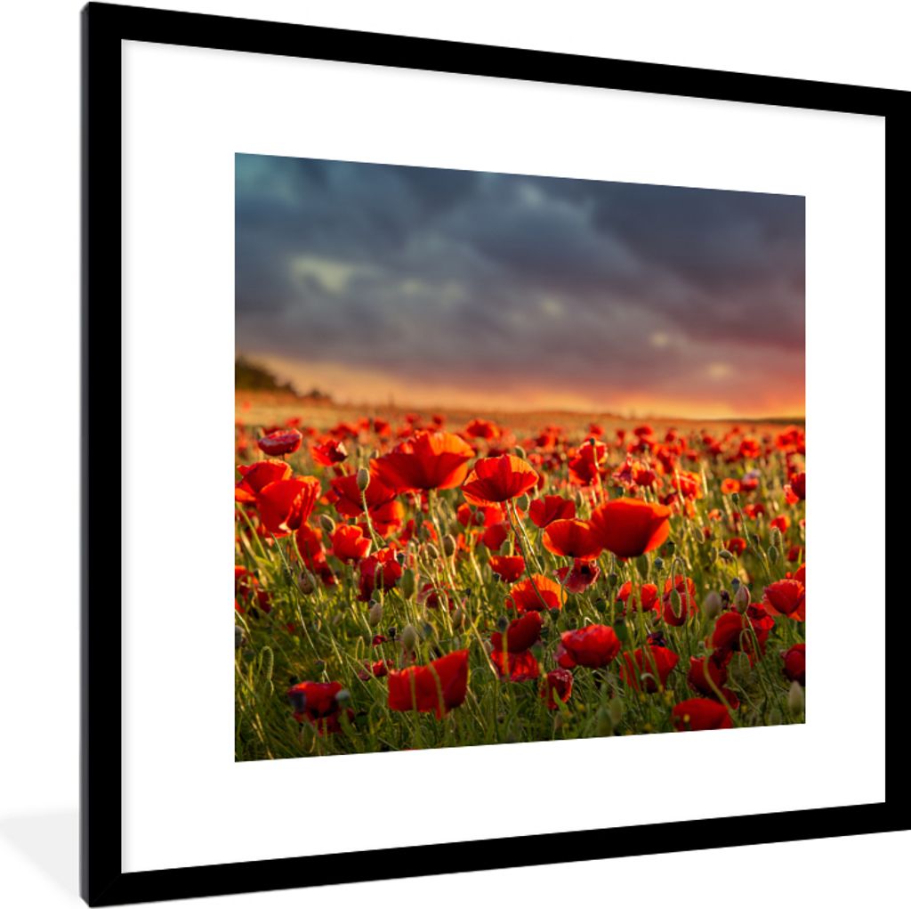 MuchoWow Gerahmtes Poster Sonnenuntergang über einem Feld von Mohnblumen 40x40 cm - Poster mit Schwarzem Bilderrahmen Wandposter Rahmen Foto Bil...
