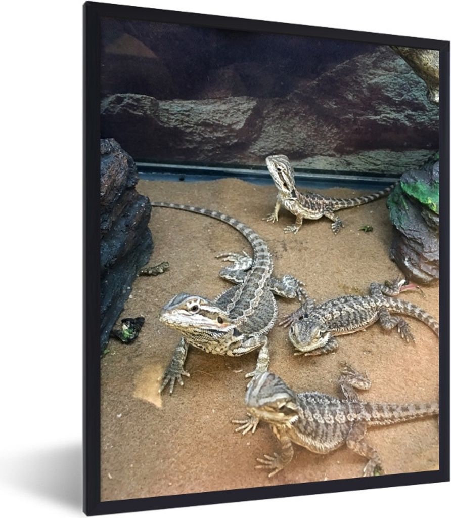 MuchoWow Gerahmtes Poster Vier Eidechsen zwischen den Felsen 60x80 cm - Poster mit Schwarzem Bilderrahmen Wandposter Rahmen Foto Bilder - Premium...