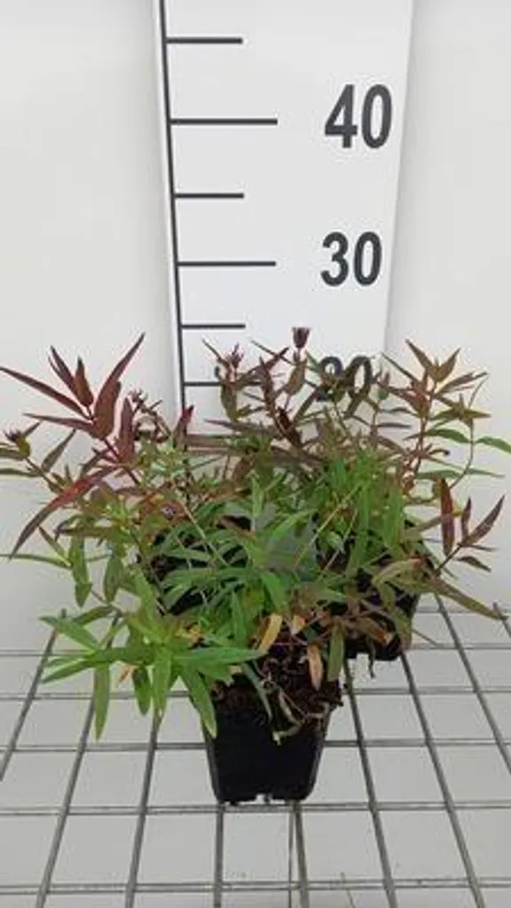 6 x Lythrum salicaria Gypsy Blood - Salicaire pourpre en pot 9x9 cm