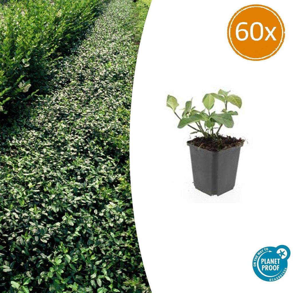 Bodendecker - Spindelbaum - Euonymus fortunei 'Dart's Blanket' - 9cm Topf - Set mit 60 Pflanzen
