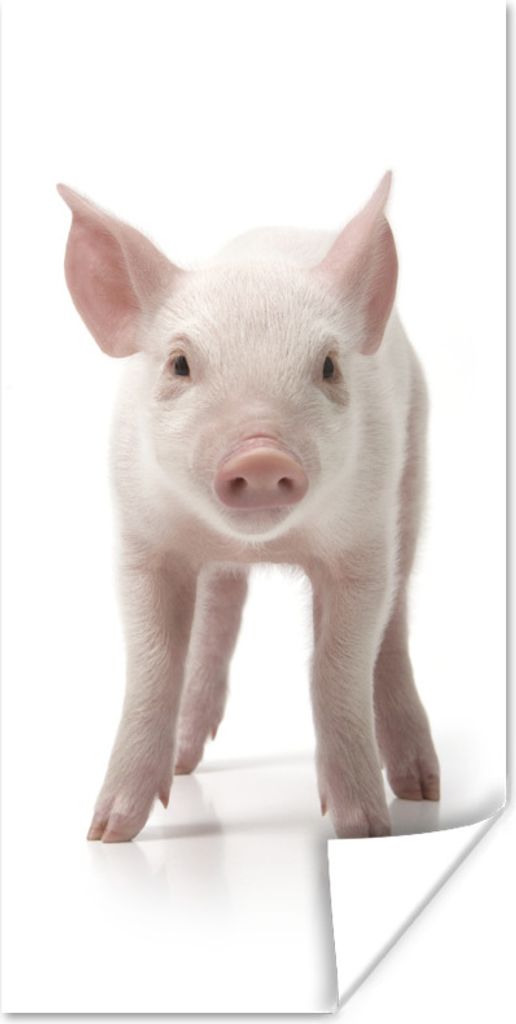 MuchoWow Poster Schwein - Tiere - Weiß 40x80 cm - Dekoration