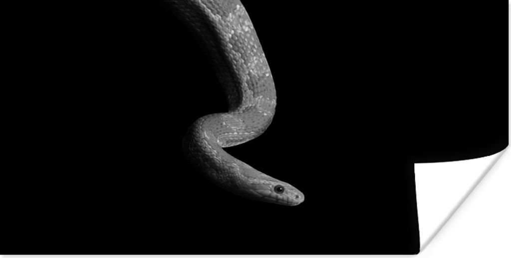 MuchoWow Poster Tiere - Schlange - Schwarz - Weiß - Porträt 160x80 cm - Foto Poster