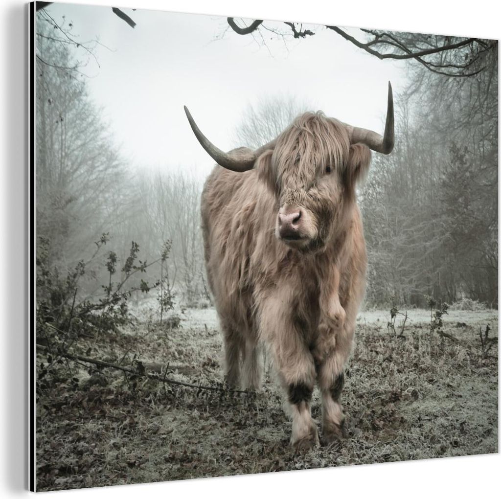 MuchoWow Wanddekoration Metall Metallbild Wandkunst 80x60 cm Schottische Hochlandrind - Natur - Herbst - Tiere - Wildtiere - Wald MuchoWow Aluminiu...