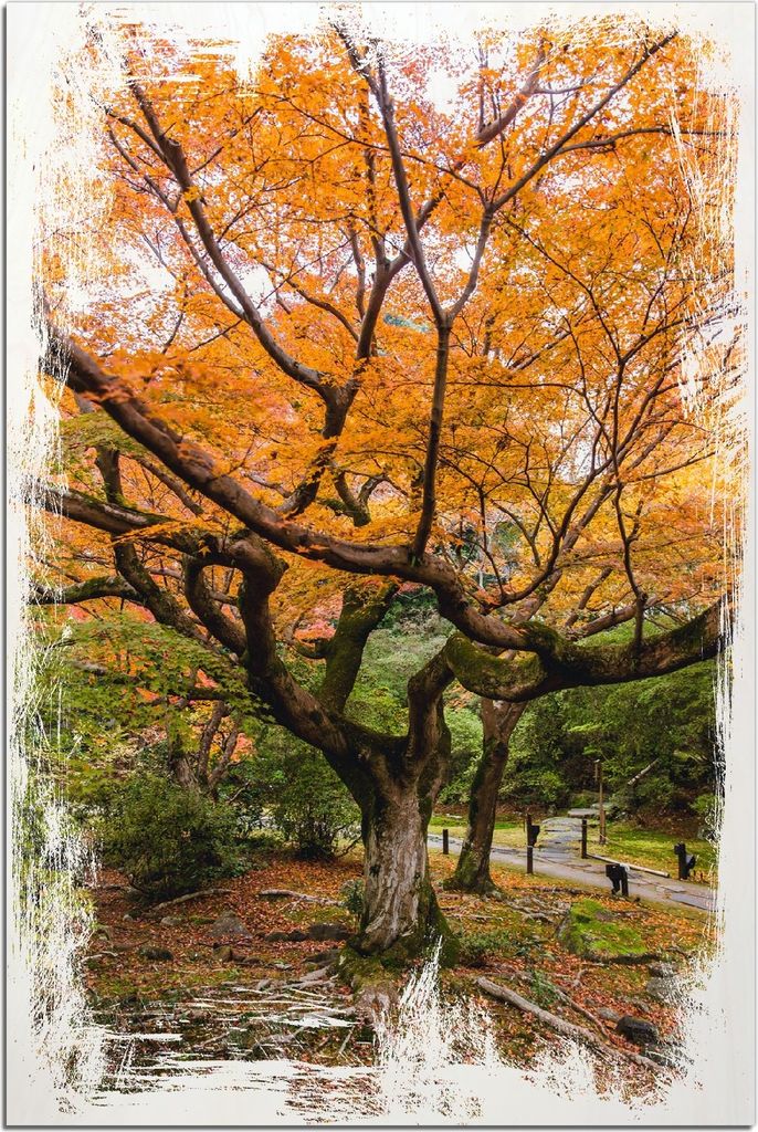 Kunstdrucke Wandbilder Holz in : Brillante Farben, Größe 60 x 90 cm Motiv Gelber Ahornbaum im Herbst in Japan