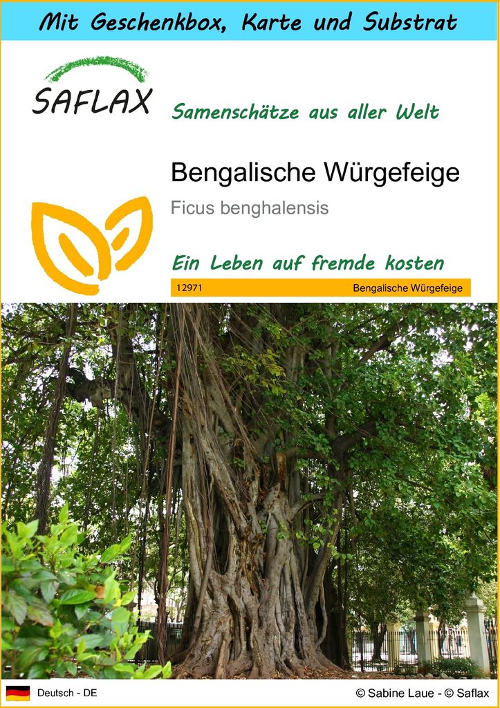 SAFLAX - Geschenk Set - Bengalische Würgefeige - 20 Samen - Mit Geschenk- / Versandbox, Versandaufkleber, Geschenkkarte und Anzuchtsubstrat - Ficu...