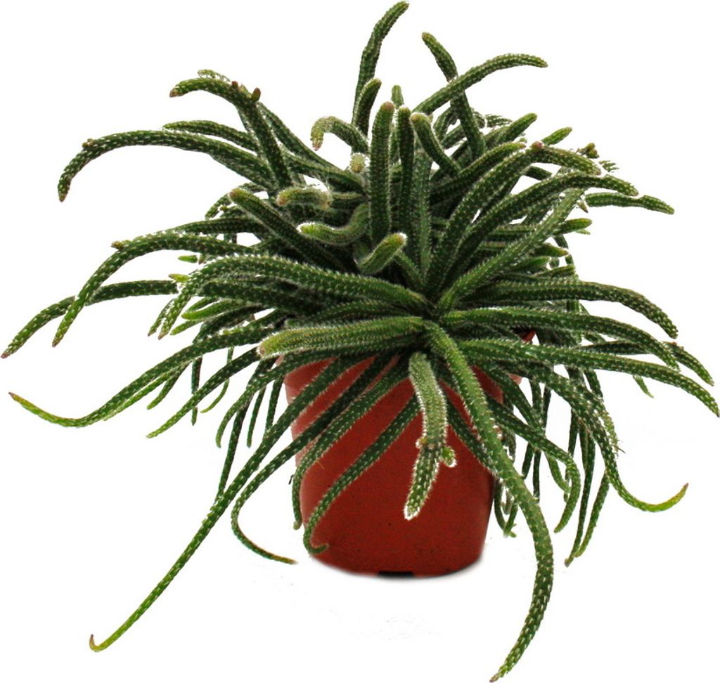 Rhipsalis baccifera horrida - Cactus corail - en pot de Image du produit 