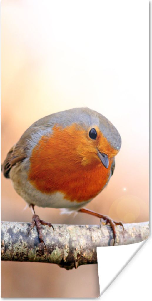 MuchoWow Poster Rotkehlchen - Ast - Baum 40x80 cm - Dekoration