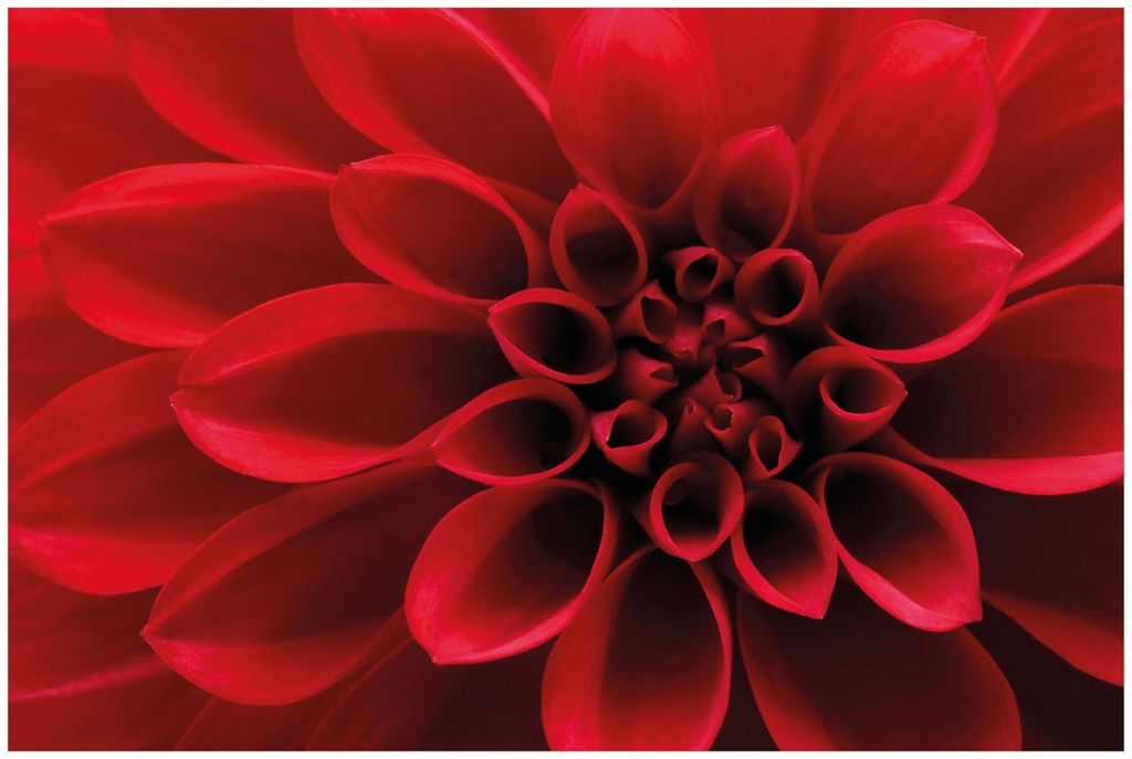 Wallario Premium Glasbild, freischwebende Optik, kräftige Farben, Größe 90 x 60 cm Motiv Rote Dahlienblüte in Nahaufnahme