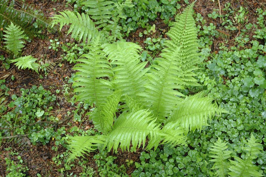 Polystichum setiferum 'Proliferum', Schildfarn, ca. 9x9 cm Topf