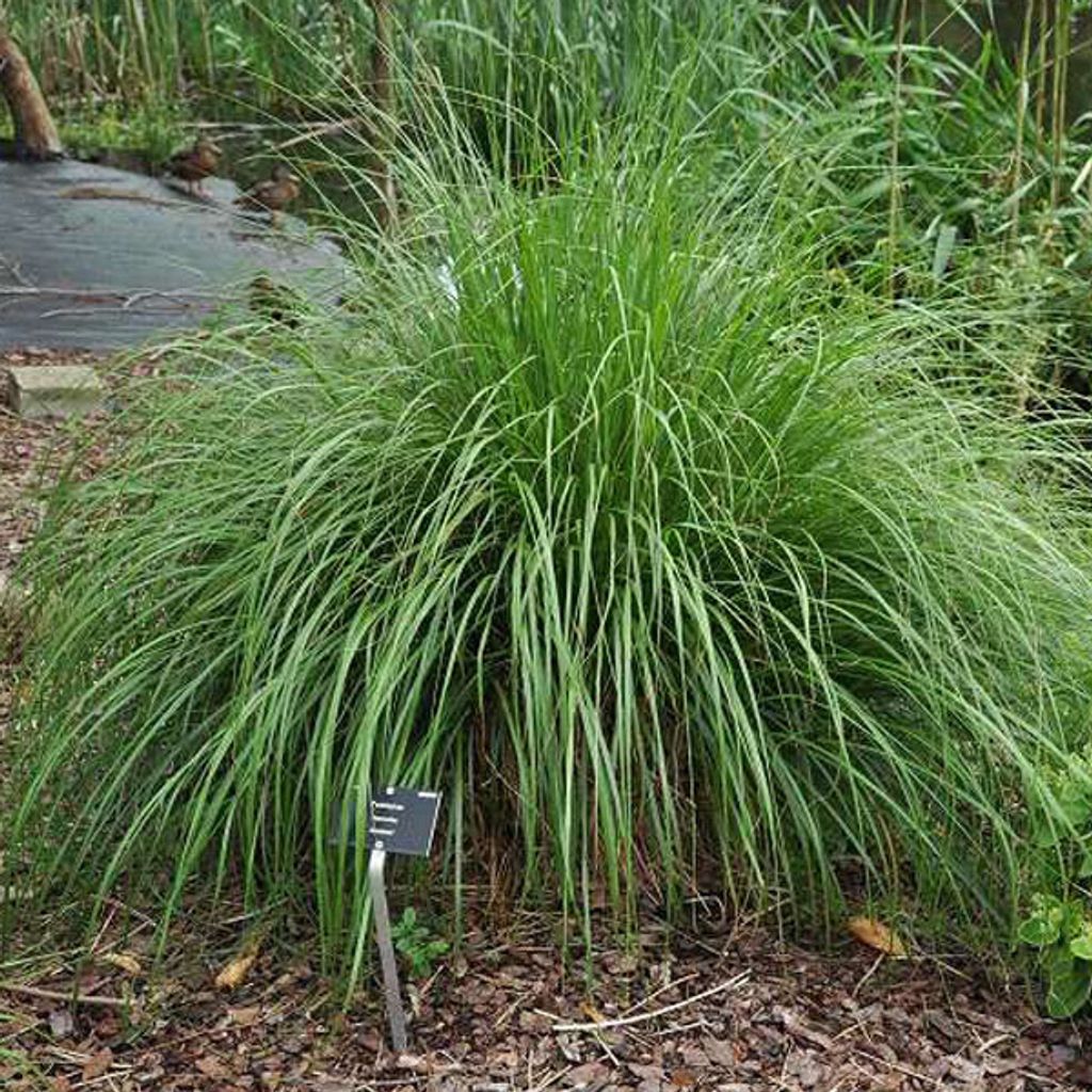 6 x Garten-Federborstengras - Pennisetum alopecuroides 'Japonicum' | Topf 9cm x 9cm