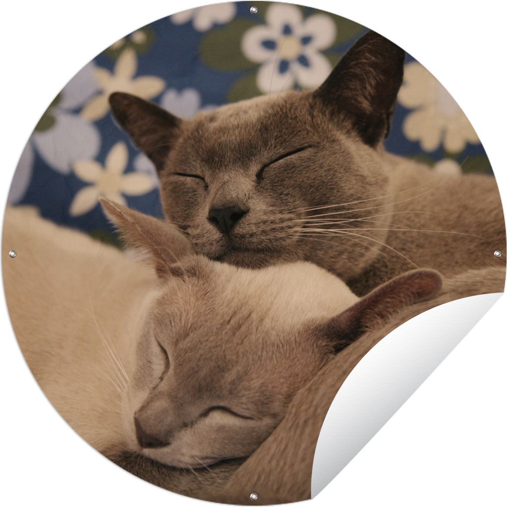 MuchoWow Gartenposter Outdoor-Poster Rund Zwei verschmuste burmesische Katzen Ø 90 cm Gartendeko Rundes Poster draußen