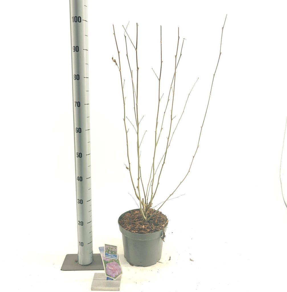 Hibiscus syriacus Lavender Chiffon ('Notwoodone'PBR) - Garteneibisch | 30 cm im Topf