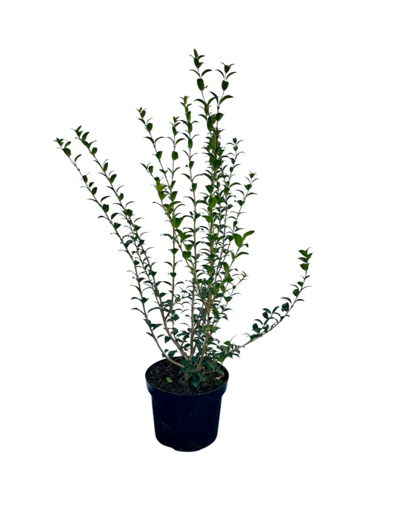 Osmanthus burkwoodii au Parfum de Jasmin - Fleur Blanche 60-80cm