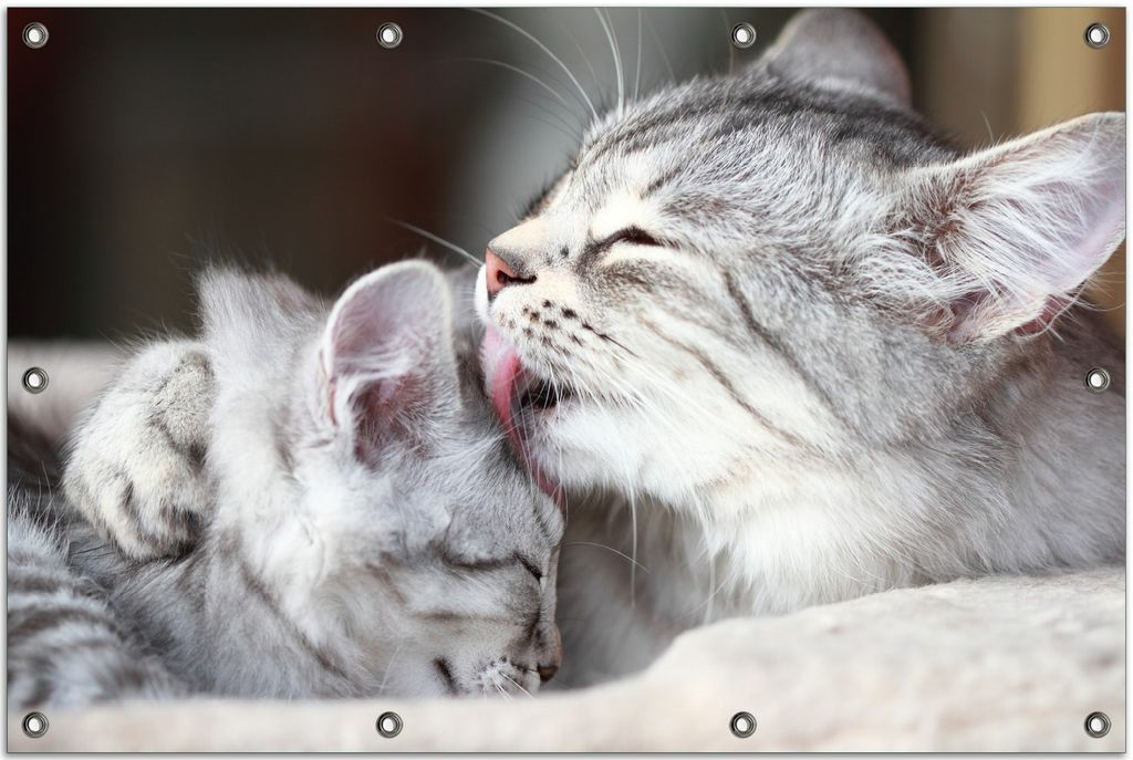 Wallario Outdoor-Poster für Garten oder Balkon, Motiv Süße kleine getigerte Katzenbabys, in ca. 80 x 120 cm