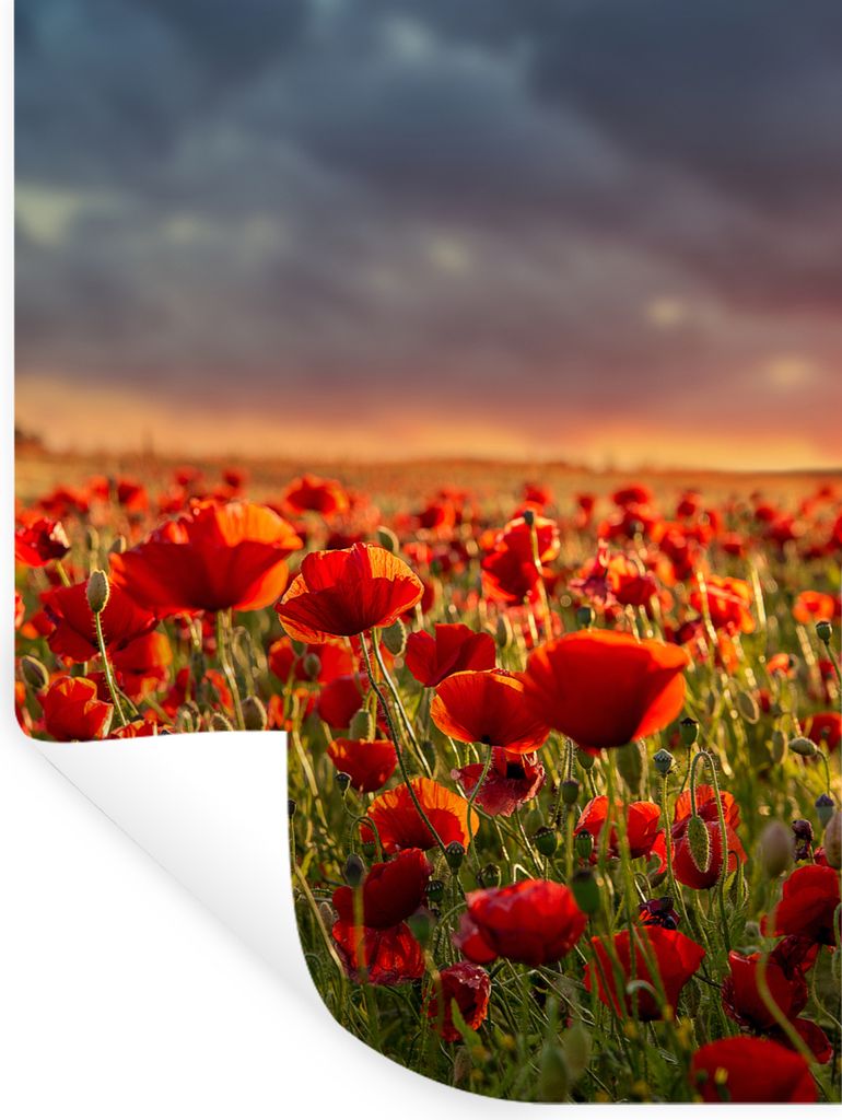 MuchoWow Wandtattoo Wandsticker Wandaufkleber Sonnenuntergang - Mohnblumen - Rot - Blumen - Feld - Natur 120x160 cm Selbstklebend und Repositioni...