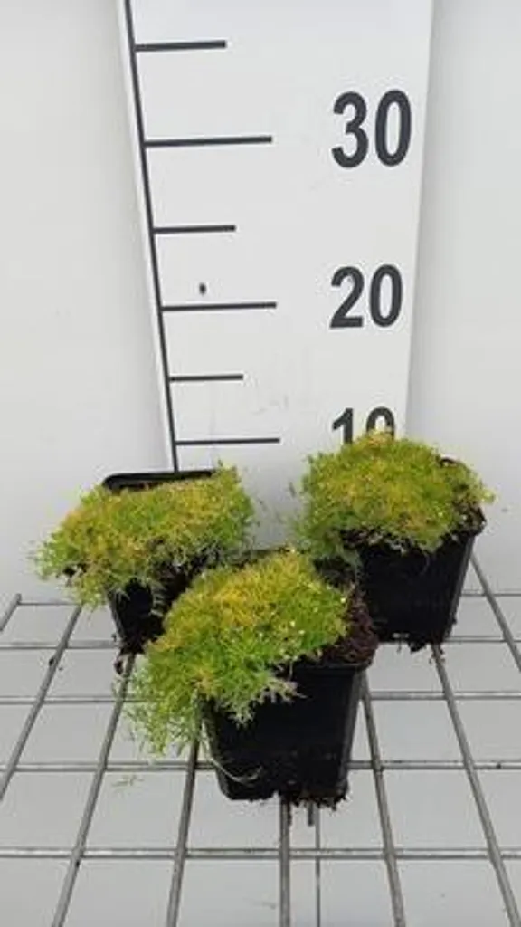 Sagina Lime Moss Mousse Étoilée Jaune - Lot de 6 Plantes en Pot 9cm