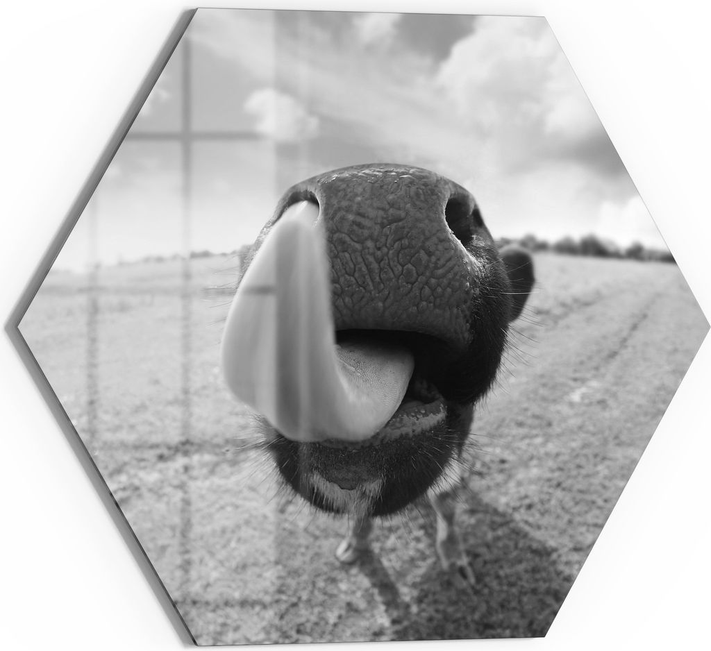 DEQORI Magnettafel Glas 40x35 cm 6-eckig 'Kuriose Kuh' beschreibbar Whiteboard Küche