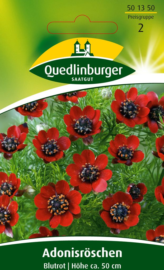 Adonisröschen, Blutrot Produktbild 