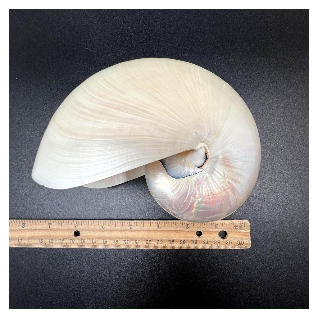Natürliche weiße Kammer-Nautilus-Muscheln, 15,2 cm 16,5 cm