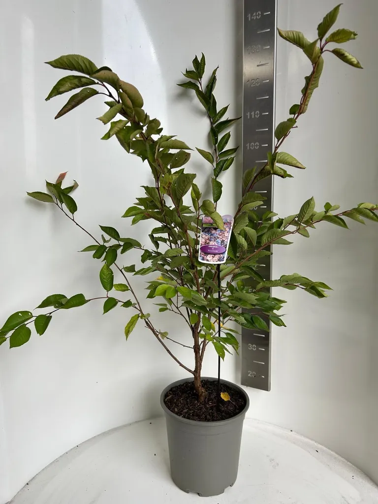 Cerisier Prunus Accolade - Arbre Ornemental de 70-80 cm en Pot de Culture