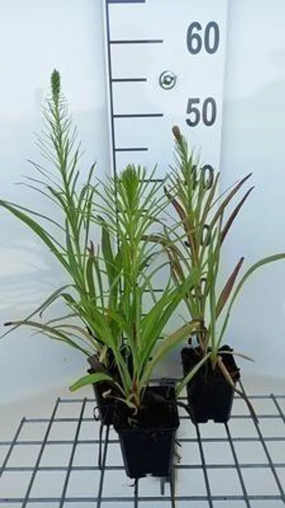 Aménager un massif avec le Liatris Floristan Violett - 6 Plants en pots