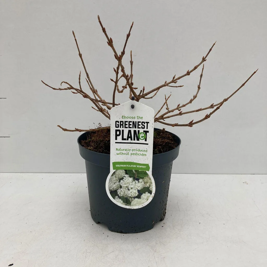 Viburnum plicatum Newport - Viorne du Japon compacte en pot 30-40 cm
