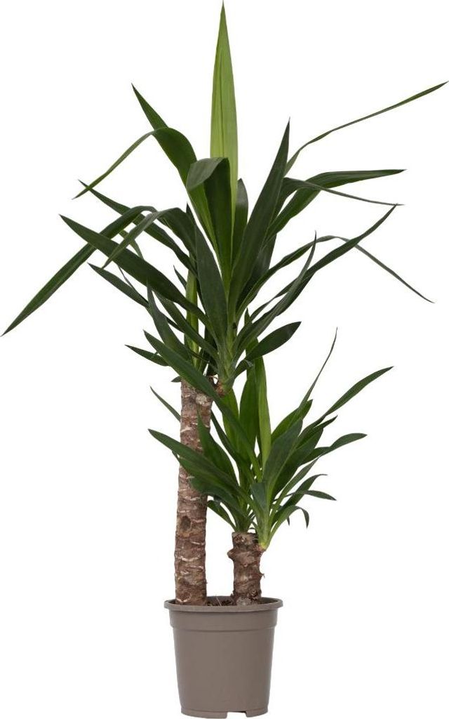 Jukka - Yucca elephantipes - Wysokość 70-80cm - ⌀17cm Zdjęcie produktu 