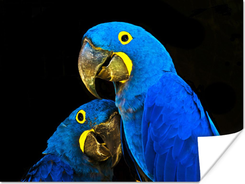 MuchoWow Poster Papagei - Vogel - Federn - Blau 40x30 cm - Plakate für die Wände - Poster Wohnzimmer