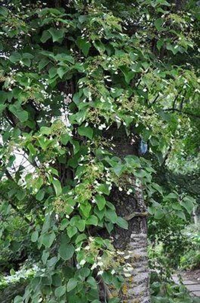 Schizophragma hydrangeoides - Spalthortensie 60-80 cm | Topf
