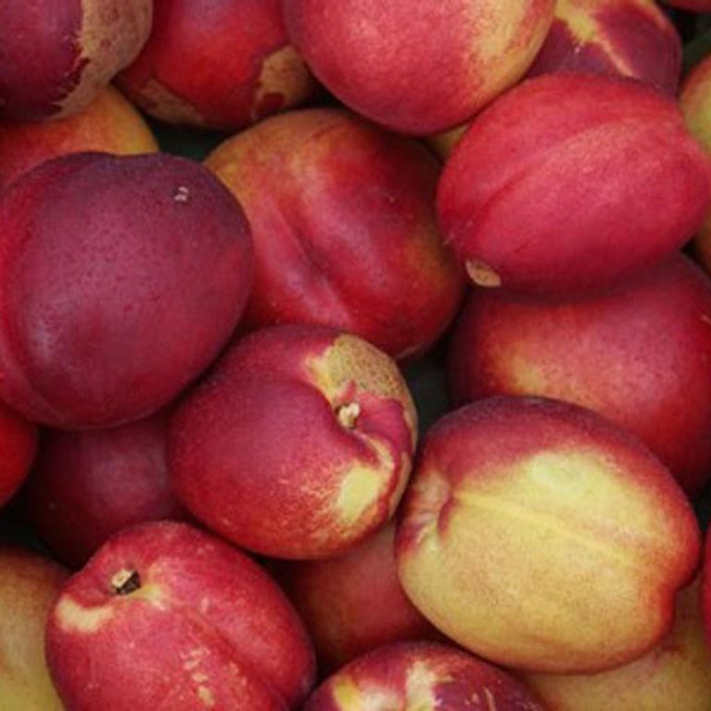 Rhonegold süß saftig Nektarine Buschbaum Nektarinenbaum C7,5 St. Julien A