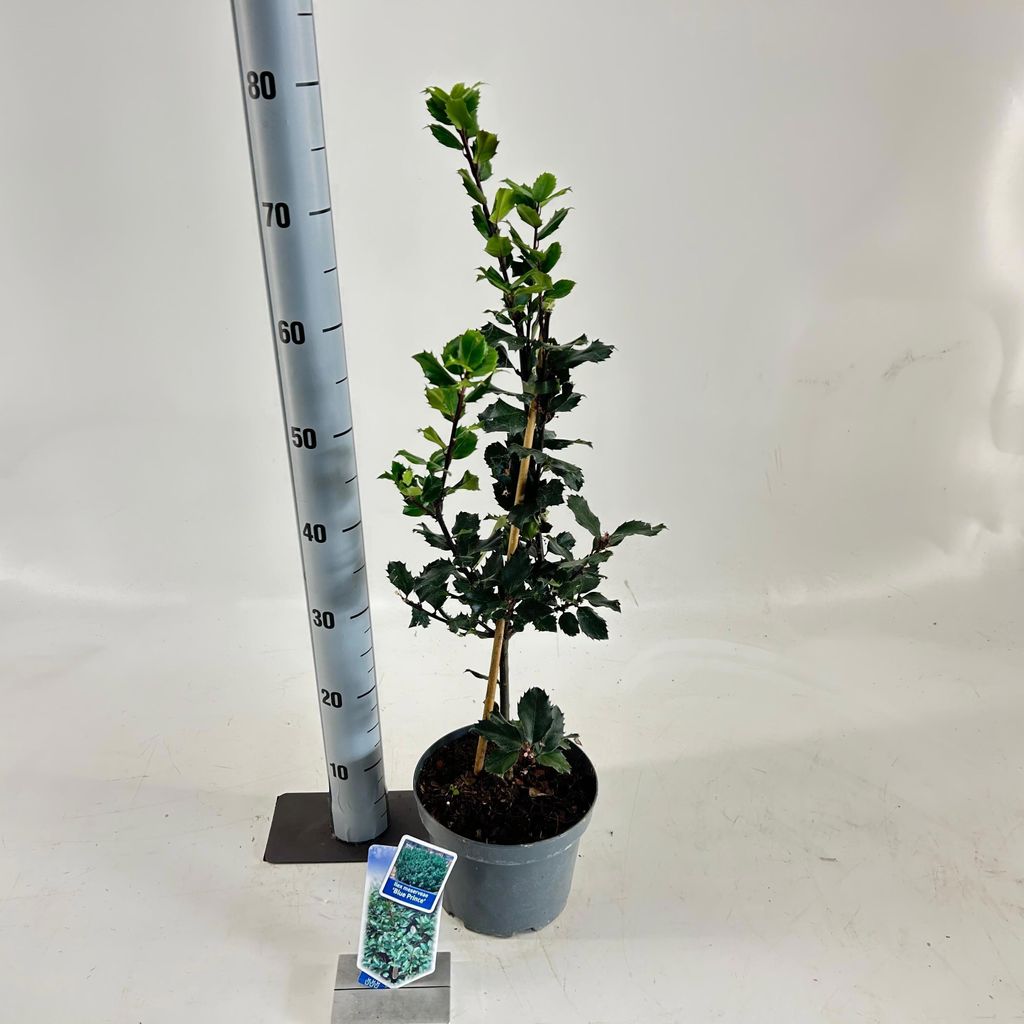 Ilex meserveae 'Blue Prince' - Stechpalme | 50-60 cm im Topf