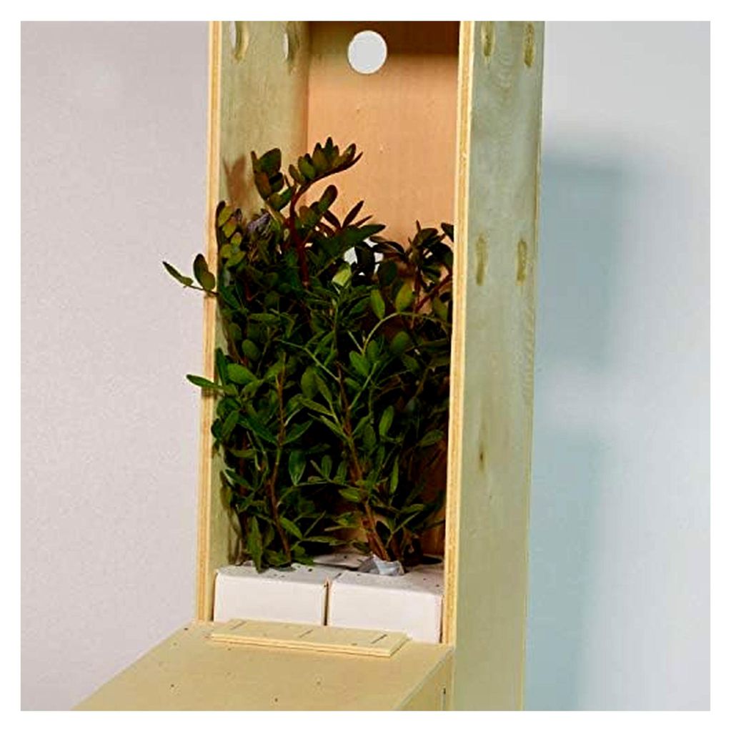 Mastixbaum | Mediterraner Strauch | Baum mit essbaren Früchten | 30 cm hoher Jungwuchs in wiederverwendbarer Holzkiste | 4 Einheiten
