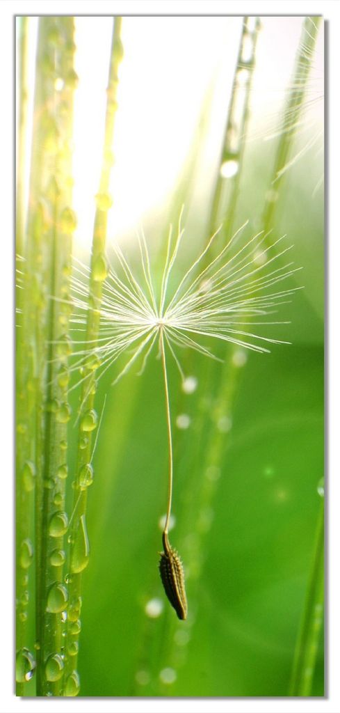 Wallario selbstklebende Türtapete 93 x 205 cm - Pusteblume Nahaufnahme - Abwischbar, rückstandsfrei zu entfernen