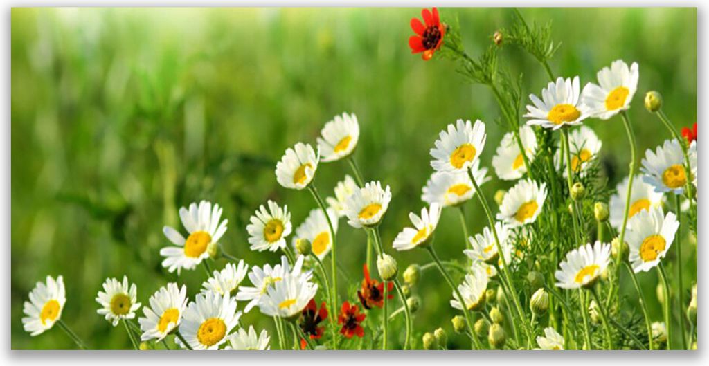 Küchenrückwand aus Glas 120x60cm Spritzschutz Gänseblümchen Natur