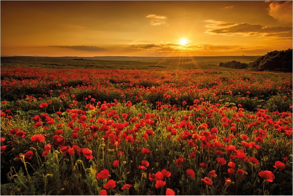Wallario Poster - Mohnblumenwiese bei Sonnenuntergang am Abend, Kunstdruck Größe: 61 x 91,50 cm