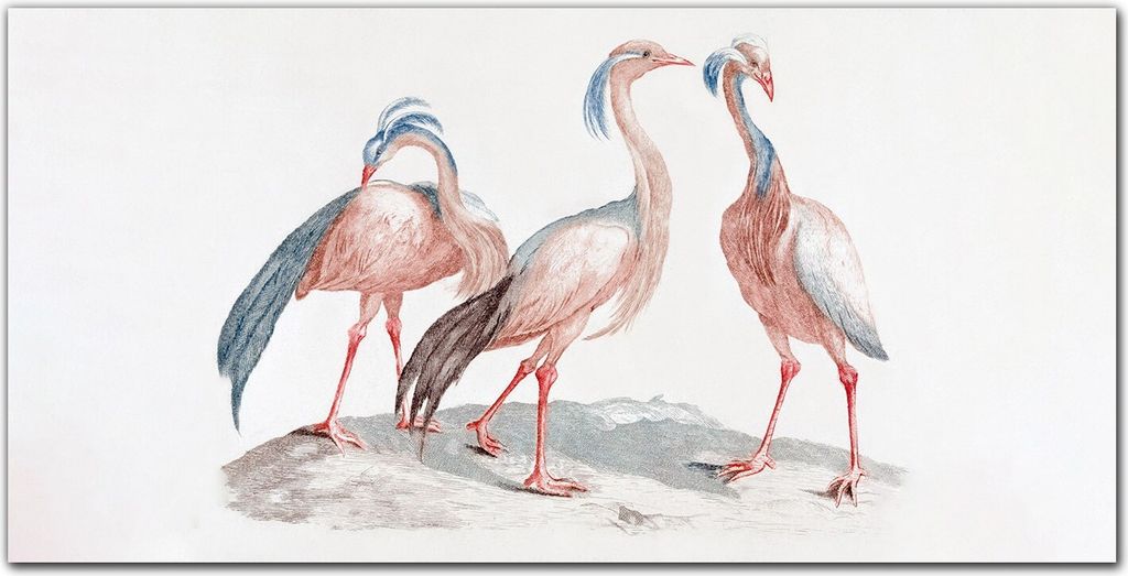 Coloray Bild aus Acryl 140 cm x 70 cm - Bild auf Acrylglas Gehärtetes Acryl Wohnzimmer Küche Dekoration Wanddekoration - Tier Vogel