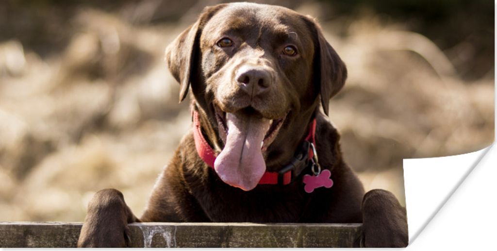 MuchoWow Poster Labrador Retriever schaut über einen Zaun 150x75 cm - ohne Rahmen