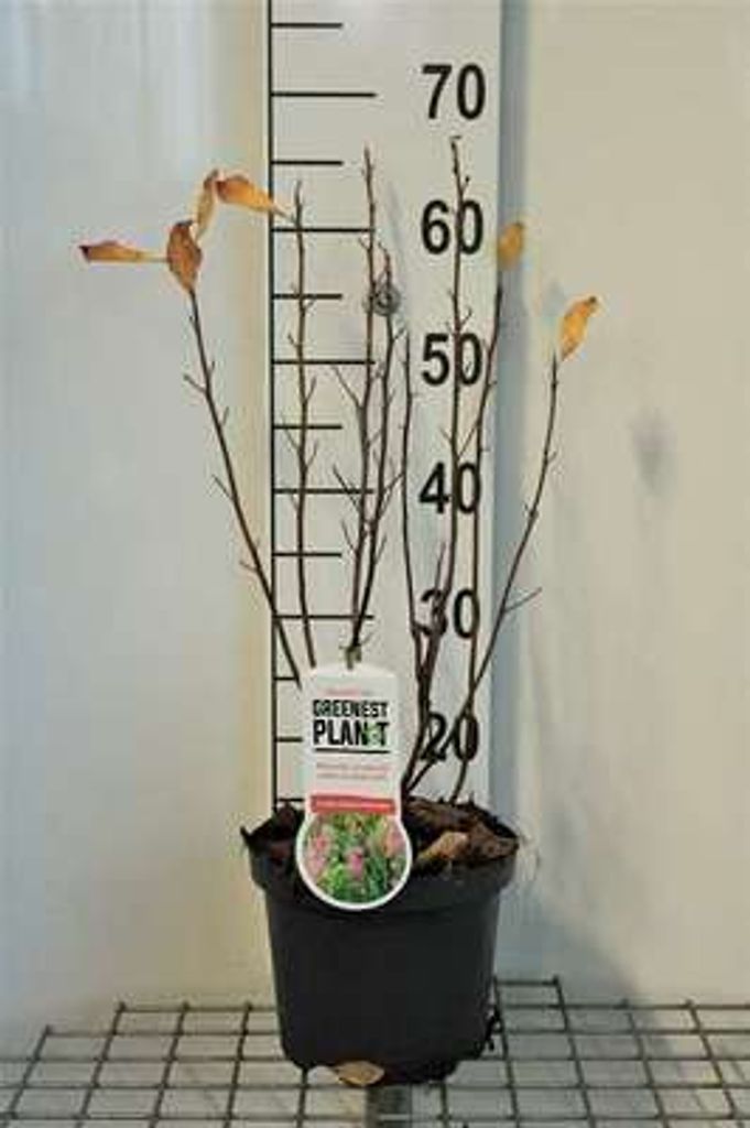 Clethra aln. 'Ruby Spice' - Silberkerzenstrauch Ruby Spice 30- 40 cm Container