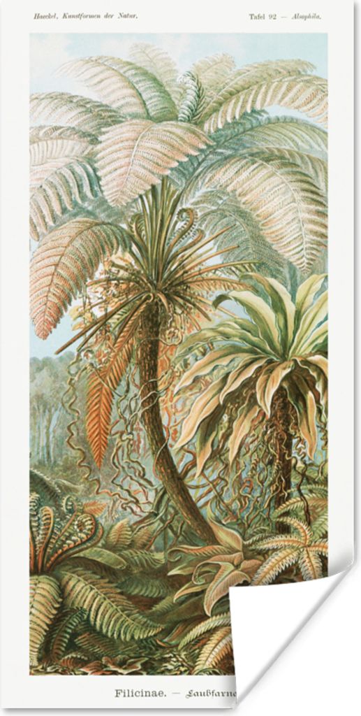 MuchoWow Poster Vintage - Alte Meister - Farne - Pflanzen - Natur 75x150 cm - Dekoration für die Wände